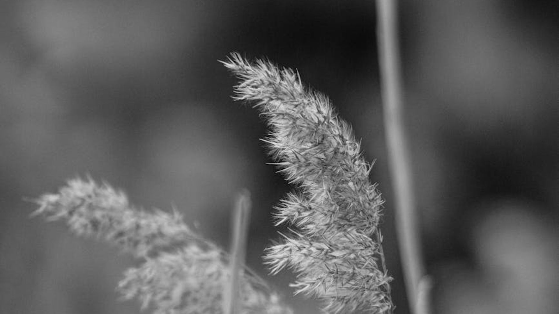 A serene landscape with soft light, evoking a sense of calm and balance.