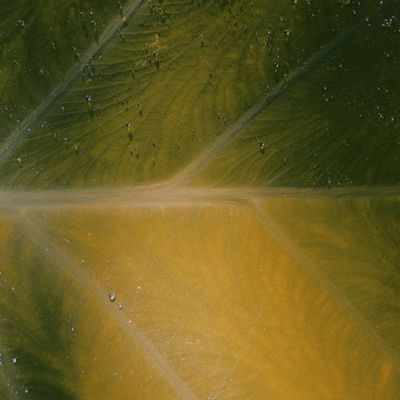 A single green leaf with dewdrops, representing vitality and breath.